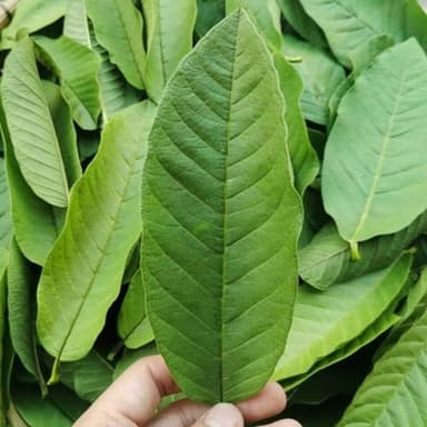 Hoja de guayaba orgánica a granel